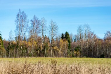 uzun otların alanında büyüyen Kuru