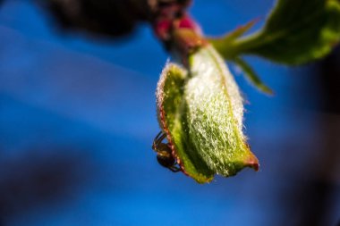 yeşil çiçek tomurcuğu bulanık arka plan dokusu