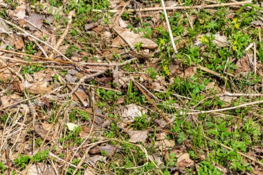 Orman zemin kuru yapraklar ve iğne ile detay 