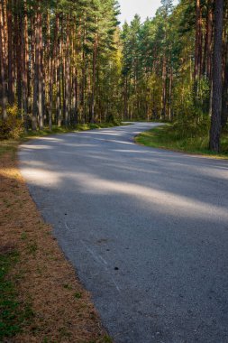 Yaz asfalt yol ormanda perspektif içinde