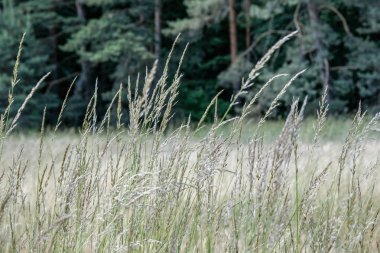 kırsal mavi gökyüzü altında yaz aylarında buğday alan ekili