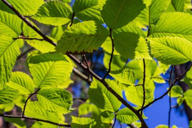 mavi gökyüzü güneş ışığı parlak yeşil dokusu bırakır