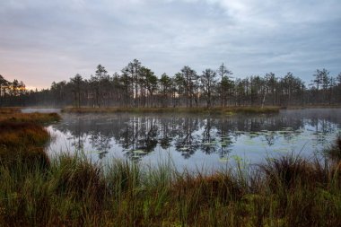 Bataklık peyzaj yansımaları bulutlu su içinde ağaç ile