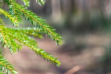 arka plan bulanık köknar ağacı dalları Close-up