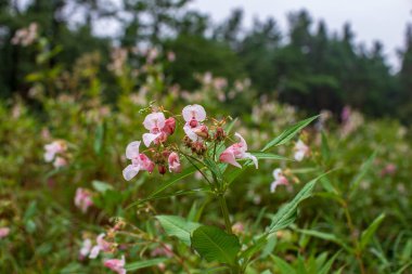 yakın çekim yaz doğada çiçek açan çiçekler