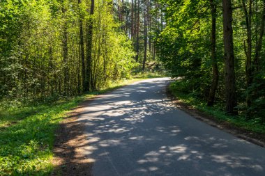 Yaz aylarında ormandaki dalgalı yol asfalt