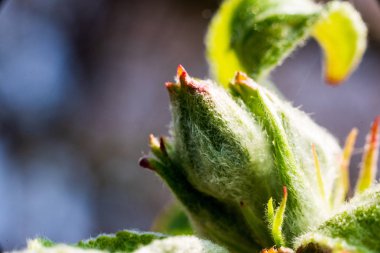 yeşil çiçek tomurcuğu bulanık arka plan dokusu