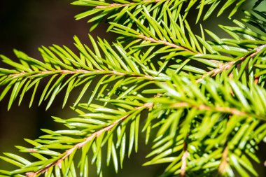 Yeşil çam ağacı dalı dokusuna