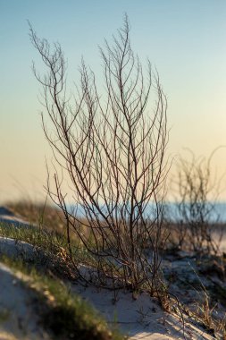 Alacakaranlıkta bulanık arka plan üzerinde çıplak Bush yakın çekim