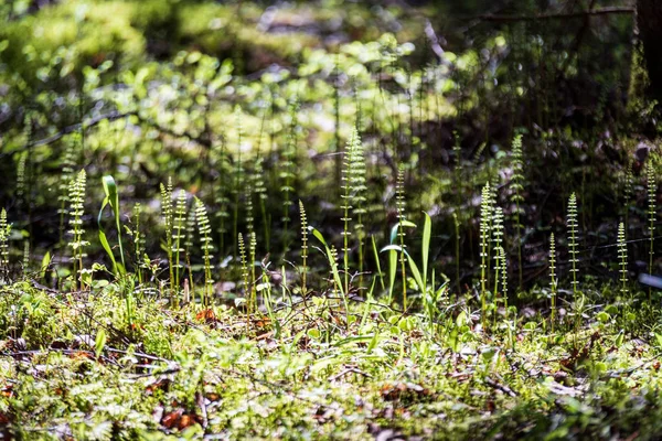 Bakgrund Gröna Växter Som Växer Naturen — Stockfoto