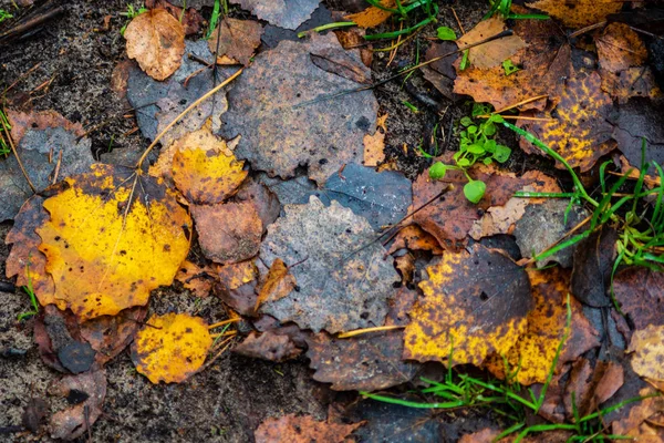 Detail Des Waldbodens Mit Trockenen Blättern Und Nadeln — Stockfoto