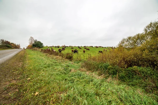 Estrada Asfalto Verão Perspectiva Com Vacas Pastando Prado Verde — Fotografia de Stock