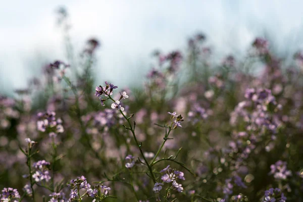 Hermosas Flores Silvestres Que Crecen Campo — Foto de Stock