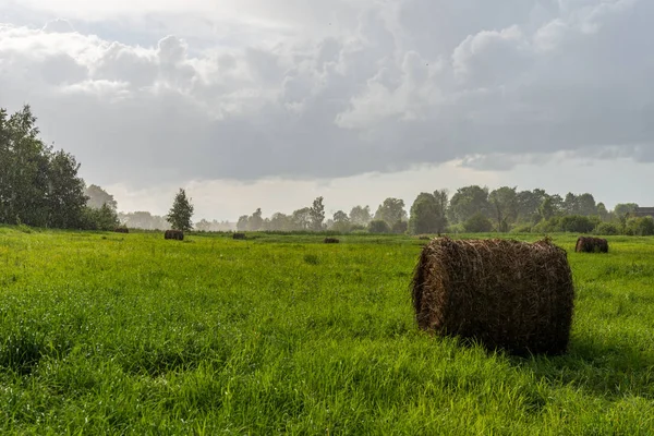 Heurollen Grünen Feld Unter Bewölktem Himmel Der Landschaft Lettlands — Stockfoto