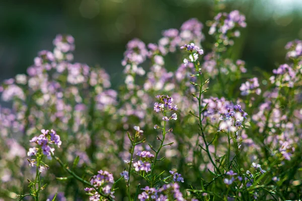 Bellissimi Fiori Selvatici Fiore Che Crescono Nel Campo — Foto Stock