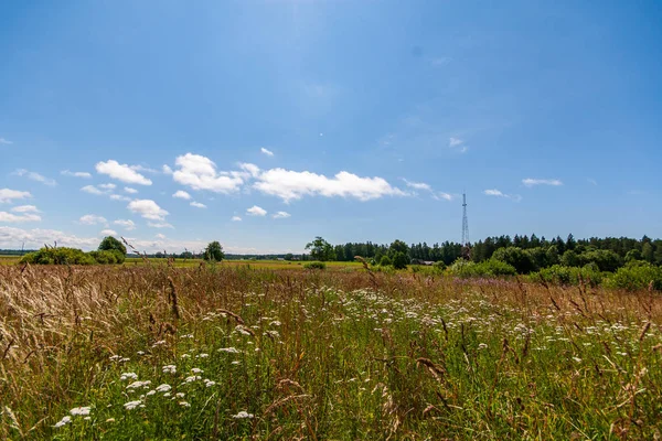田舎の空の下で緑夏の畑 — ストック写真