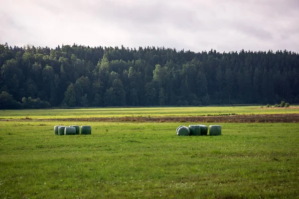 Зеленому Полі Під Хмарного Неба Сільській Місцевості Латвії Рулонах Сіна — стокове фото