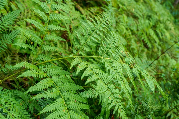 Arka Planı Yeşil Fern Taze Yaprakları — Stok fotoğraf