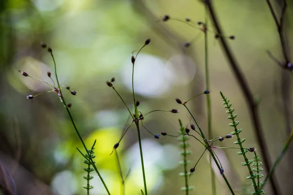 Fondo Plantas Verdes Que Crecen Naturaleza — Foto de Stock