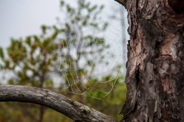 Ragnatela Ragno Con Gocce Acqua Natura Sfondo Sfocato — Foto Stock