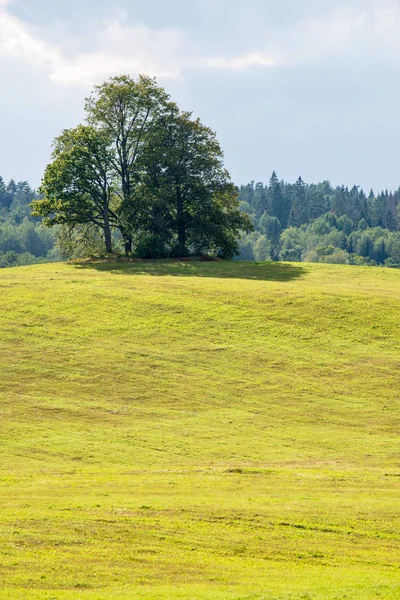Green Summer Field Sky Countryside — Stock Photo, Image