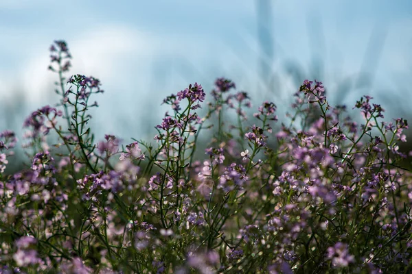 Vakre Blomstrende Villblomster Som Vokser Jordet – stockfoto