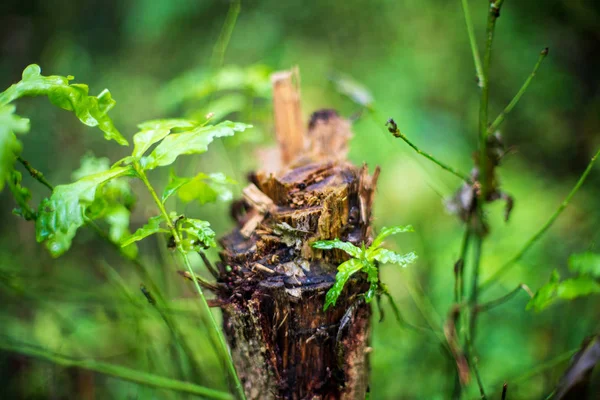 Primer Plano Palo Madera Vegetación Verde Sobre Fondo Borroso — Foto de Stock