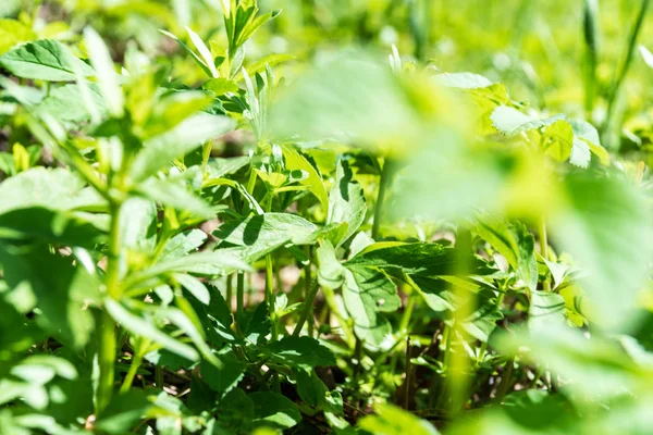 Zöld Növények Növekvő Jellegű Háttér — Stock Fotó