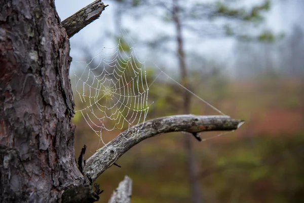 Ragnatela Ragno Con Gocce Acqua Natura Sfondo Sfocato — Foto Stock