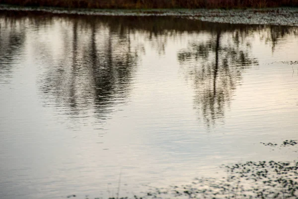 Reflets Arbres Dans Eau Calme Lac — Photo