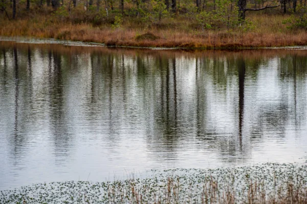 Reflets Arbres Dans Eau Calme Lac — Photo