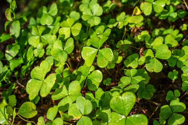 自然の中の緑植物の背景 — ストック写真