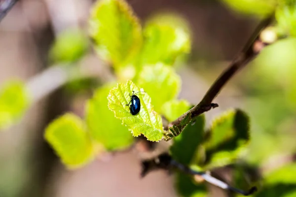 close-up of green sprig with leaves and bug on blurred background