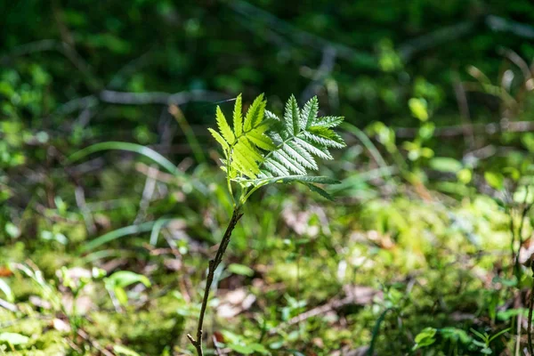 Tło Zielone Rośliny Rosnące Naturze — Zdjęcie stockowe