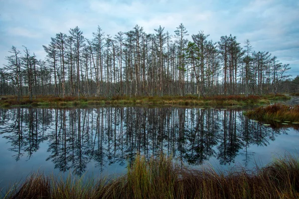 Paesaggio Paludoso Con Riflessi Albero Acqua Nuvoloso — Foto Stock