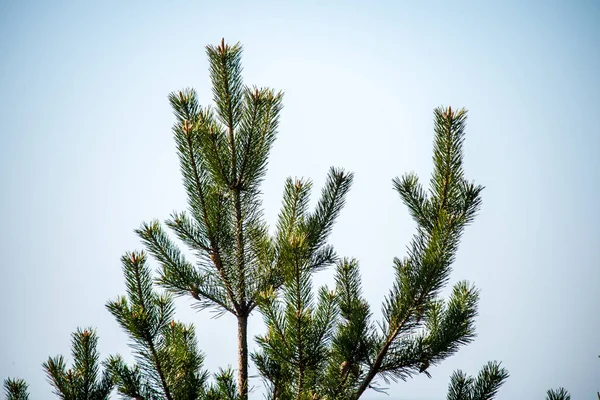 绿色松树对蓝天 — 图库照片
