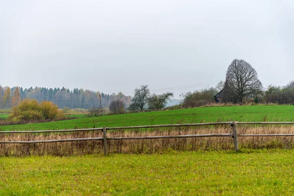 Campo Verão Verde Sob Céu Campo — Fotografia de Stock