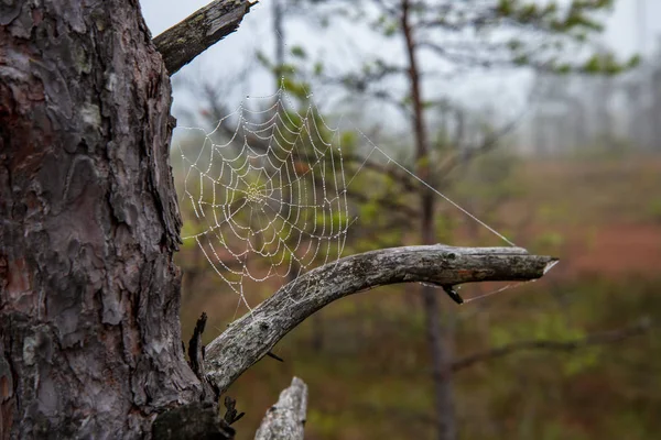 Ragnatela Ragno Con Gocce Acqua Natura Sfondo Sfocato — Foto Stock