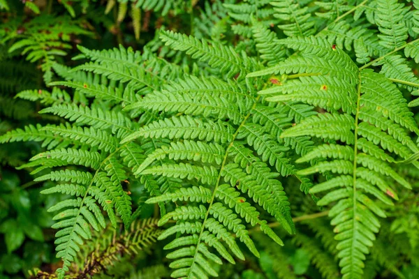 Achtergrond Van Groene Fern Verse Bladeren — Stockfoto