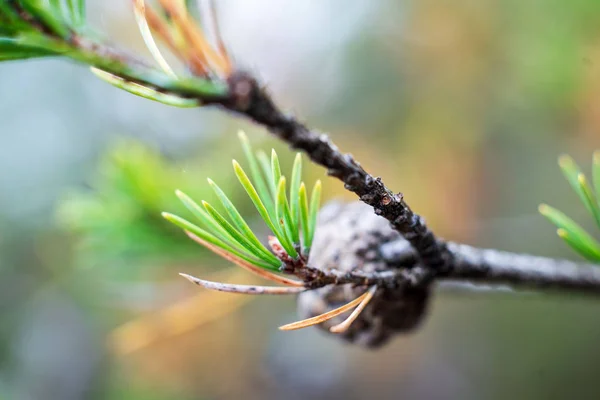 Pine Trees Sprig Blurred Background — Stock Photo, Image