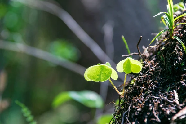 Primo Piano Del Rametto Verde Che Cresce Natura Sfondo Sfocato — Foto Stock