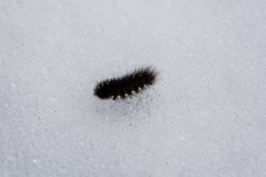Kışın kar çayırda yürüme caterpilar