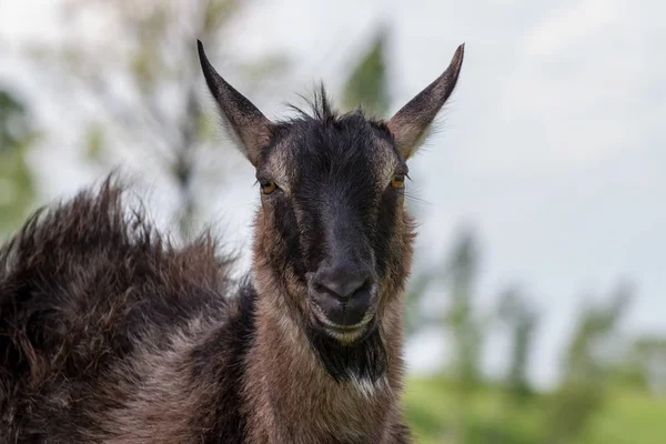 自然の中のカメラを見て茶色のヤギ — ストック写真
