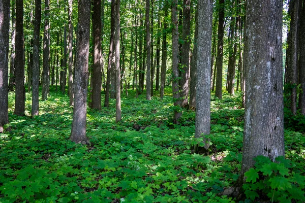 Baumstämme Und Grünes Laub Sommerwald — Stockfoto