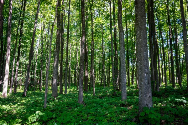 Baumstämme Und Grünes Laub Sommerwald — Stockfoto