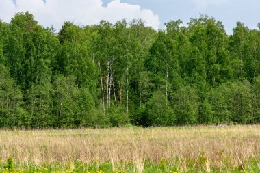 Kuru alan ve zemin üzerine yeşil yaz orman