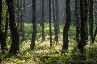 ağaç gövdeleri ve yaz ormandaki yeşil yeşillik
