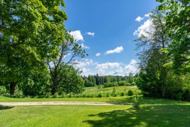 kırsal manzara yeşil ağaçlar ve bitki örtüsü yaz güneşli gün