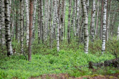 ağaç gövdeleri ve yaz ormandaki yeşil yeşillik