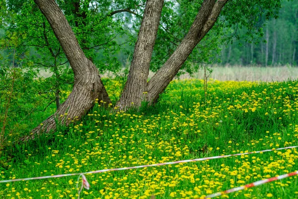 Troncs Arbres Fleurs Sauvages Fleurs Dans Nature Estivale — Photo